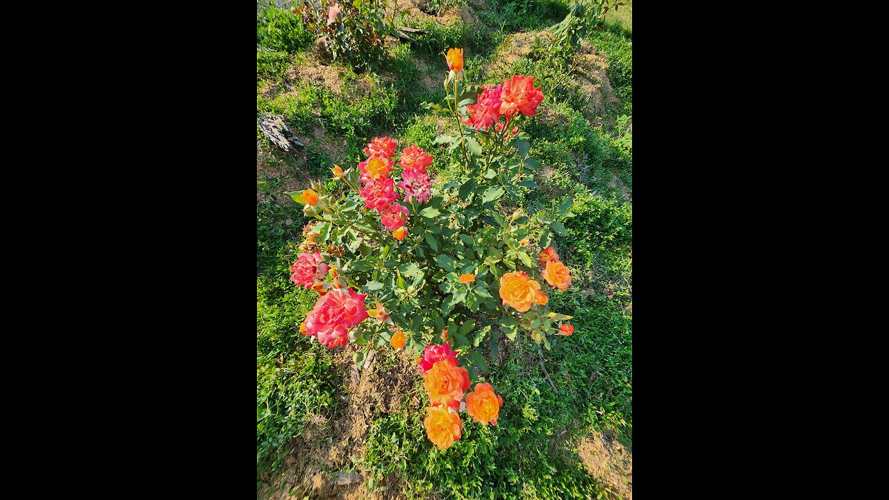 Upgrading Flower Bed with Elements of Interest