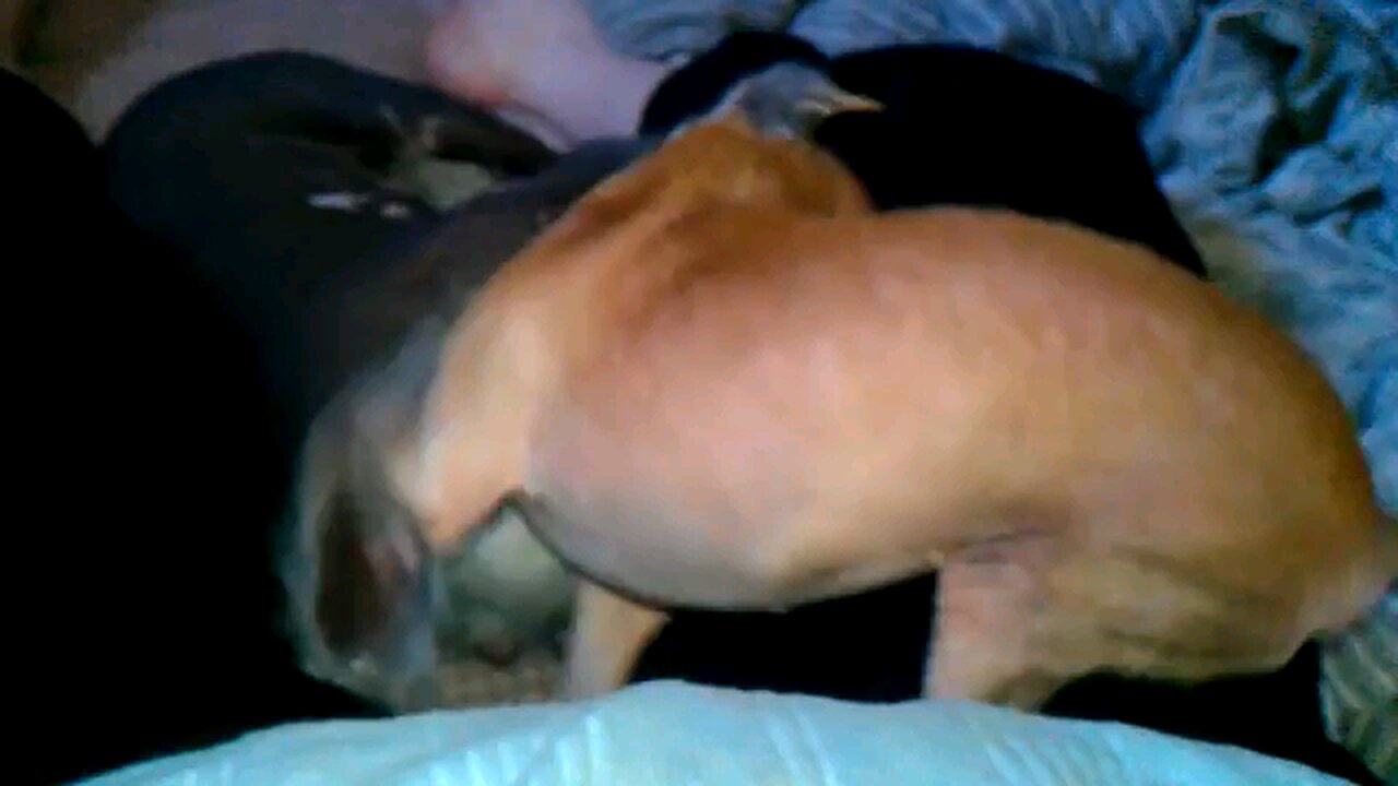 Chiuhauha playing with friend a rescued Chinese Crested