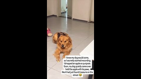 I swear, Goldie will made your day.🫣🐶