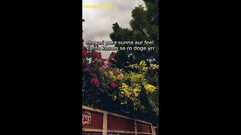 shayari