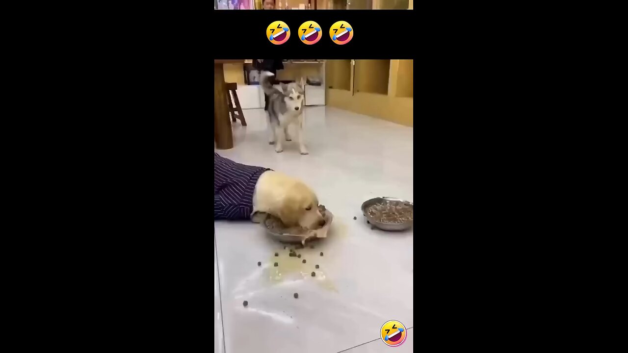 Crazy Funny dogs
