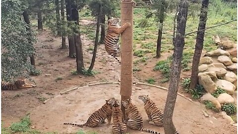 Tigers Food is being served Animal Zoo