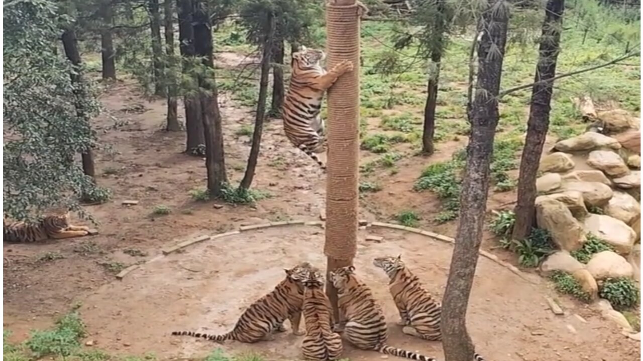 Tigers Food is being served Animal Zoo