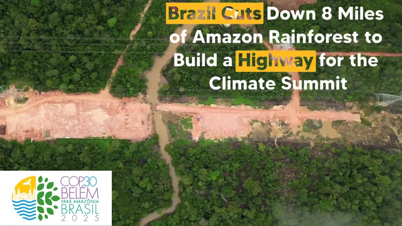 Humans DESTROYING Brazilian rainforest for climate conference - HYPOCRISY!