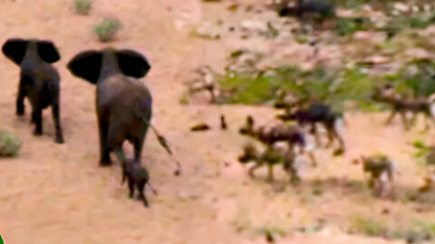 Elephants calf gets surrounded by wild dogs 🐕