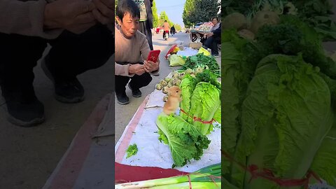 Such a cute rabbit eating cabbage must be photographed Cute pet debut plan Dog Golden Sun origin