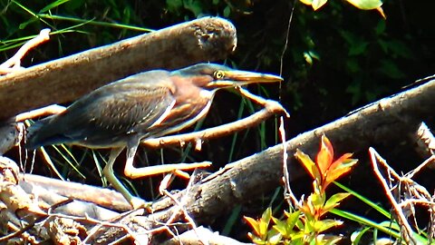Green Heron