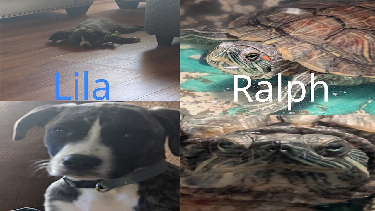 All about Pets...and More Pets w/BraTTT