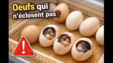 Incubation des œufs: ce qui empêche l'éclosion, les véritables raisons