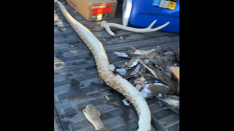 Catch, Clean, Cook: South Texas Rattlesnake!