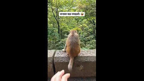 funny monkey