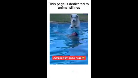 funny dog