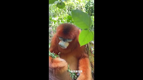 monkey 🐒🐵🐒🐒 daily life
