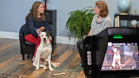 Pet of the Week: Raven at Lee County Animal Control