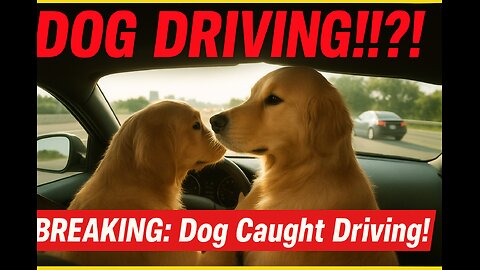 Dog Driving a Car!? You Won’t Believe This Footage!