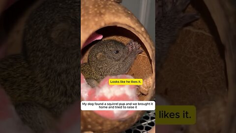 Squirrel fell out of the nest and found a family in a new place