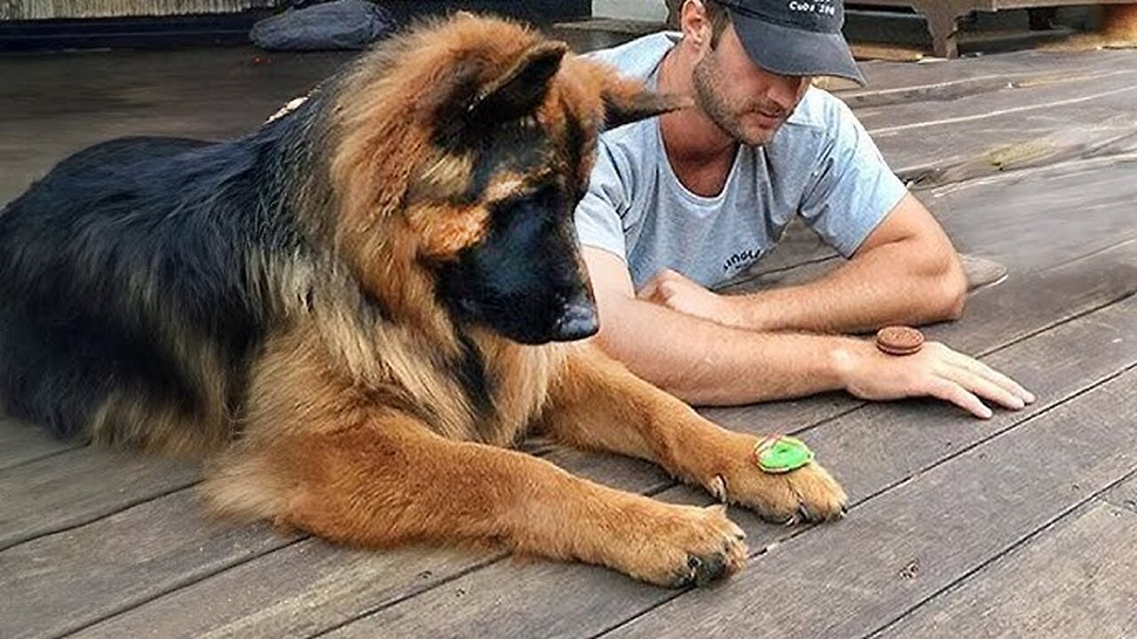 Funny Animal Videos Part ∞