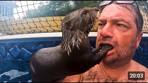 FUNNIEST Wild Animal Moments Caught on Camera