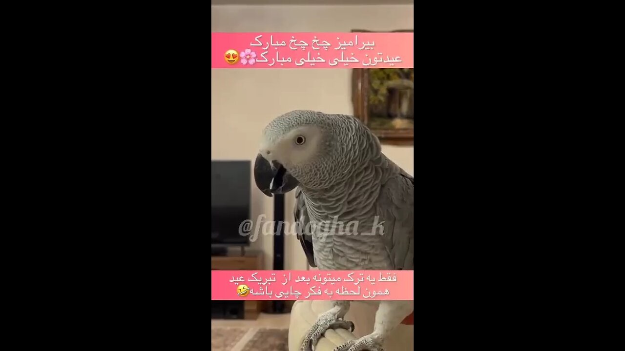 🤔🤭!این طوطی ترکی حرف میزنه