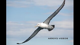 CORROSION OF CONFORMITY - ALBATROSS