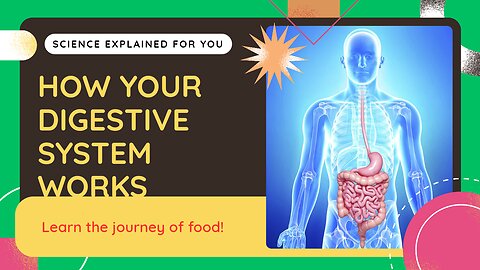 How the Human Digestive System Really Works | Step-by-Step Journey of Food