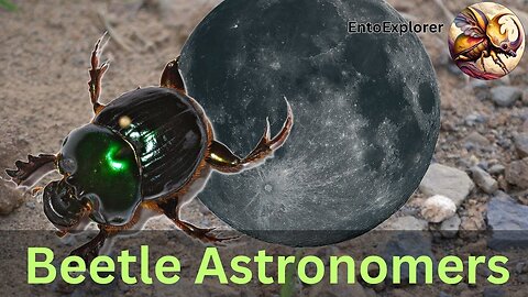How Can Dung Beetles See Where They're Going?