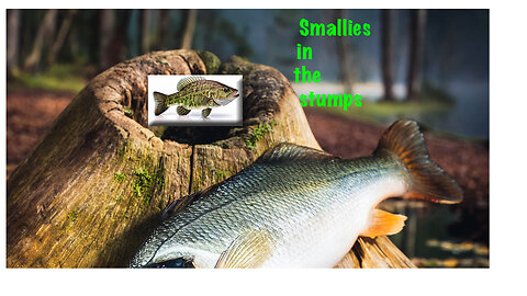 Smallies in stumps