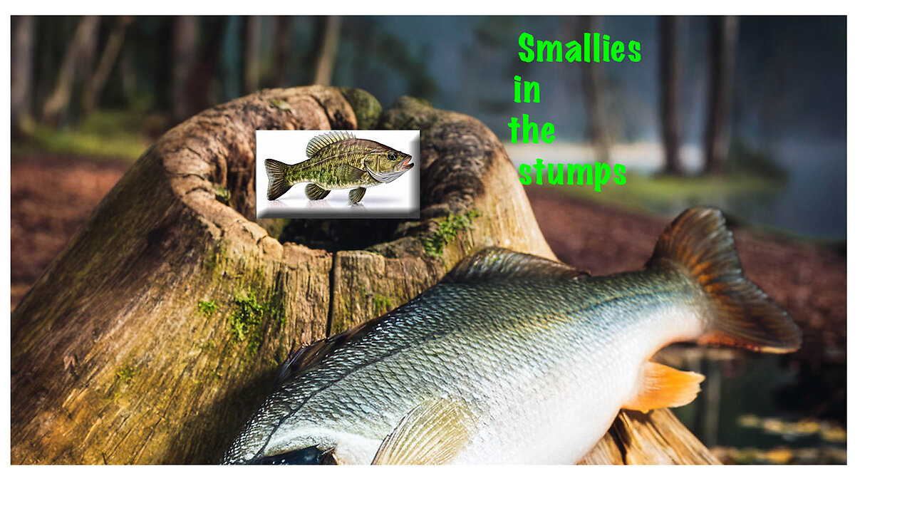 Smallies in stumps