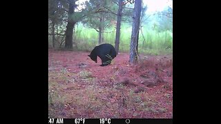 AC's 1:37 min Vid on Corrupticut