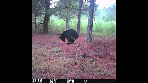 AC's 1:37 min Vid on Corrupticut