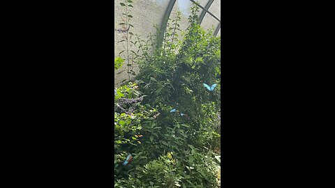 Butterflies 🦋 #butterfly #butterflies #followme #shorts #viral #trending