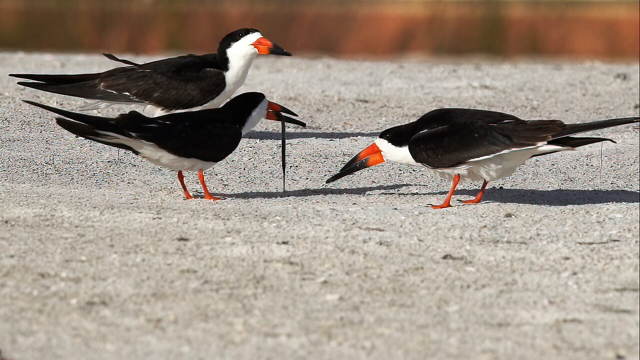 Black Skimmer Parent Hesitates to Share Catch Despite Chicks in Nest