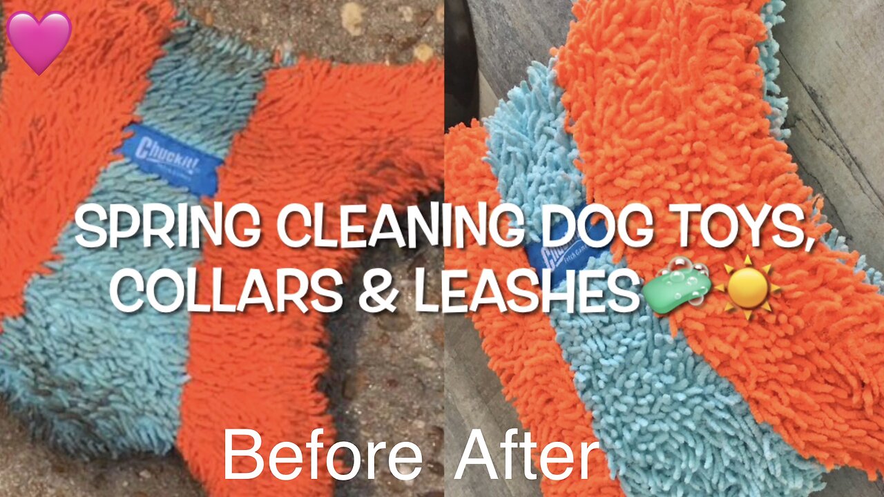 Wash & Play Great Fun Lasting Dog Toy