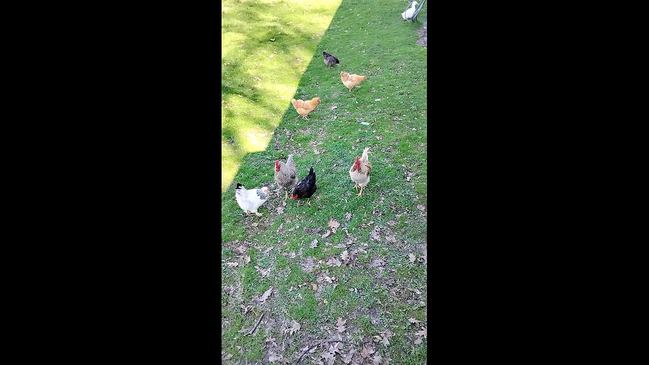 Feather babies