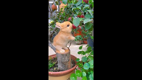 Cute Bunny video Clips......