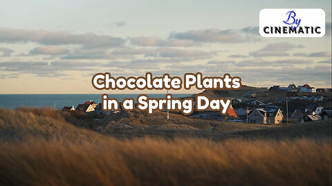 Chocolate Plants in a Spring Day