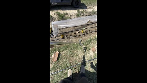 Planting cabbages