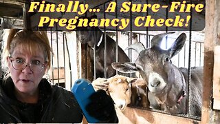 I Got A Sure Fire WAY To DETECT Pregnancy In Our DOE'S!