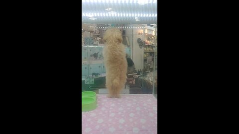 아이들 모여라 강아지 댄스 보자 요아이들 모여라 강아지 댄스 보자 🧊관람료👍 좋아요 쿡~ , 후원은✏️ 댓글