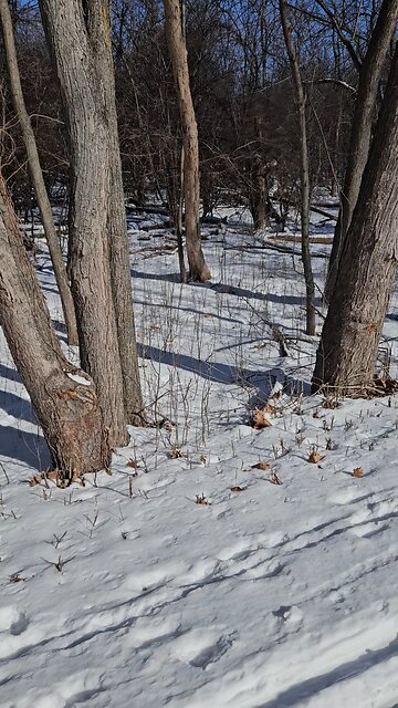 A Couple of Does Watching me Through the Winter Foliage