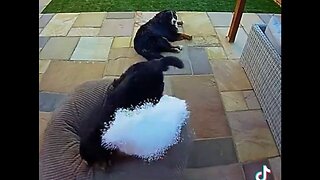 Bad Dog! The One With The Hose Is My Favorite