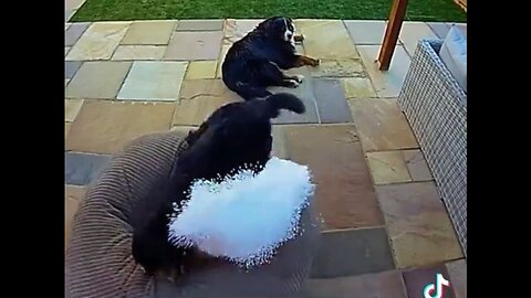 Bad Dog! The One With The Hose Is My Favorite