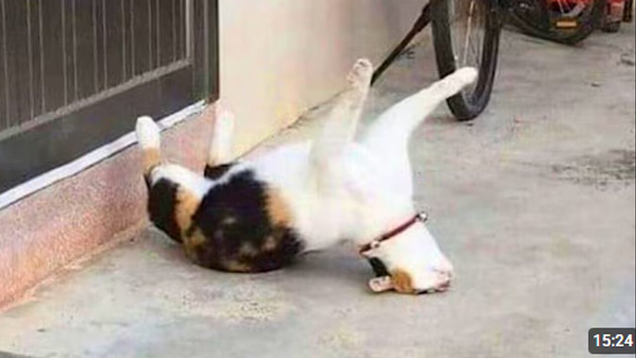 The Most Dramatic Cat on the Earth 😁 Funny Cats Videos