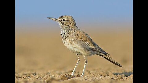 Lark
