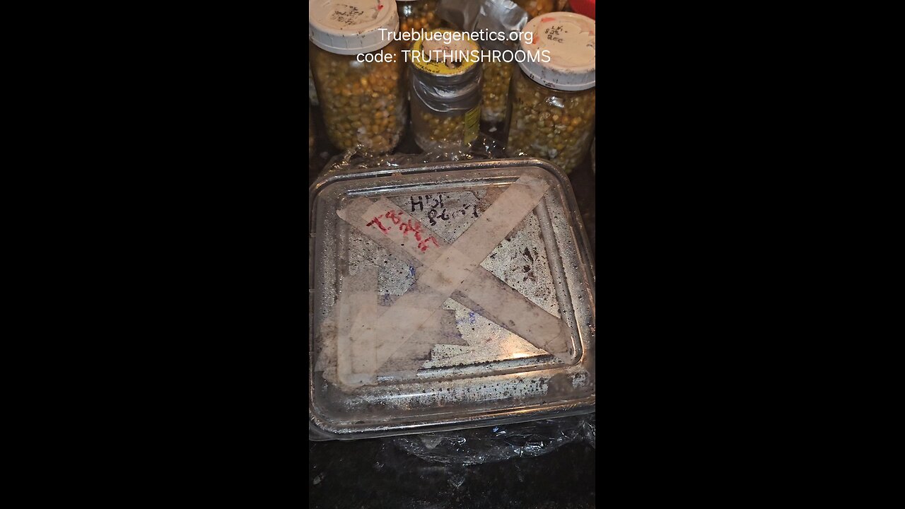 Update on Tosohatchee cake and more updates 8/31/25