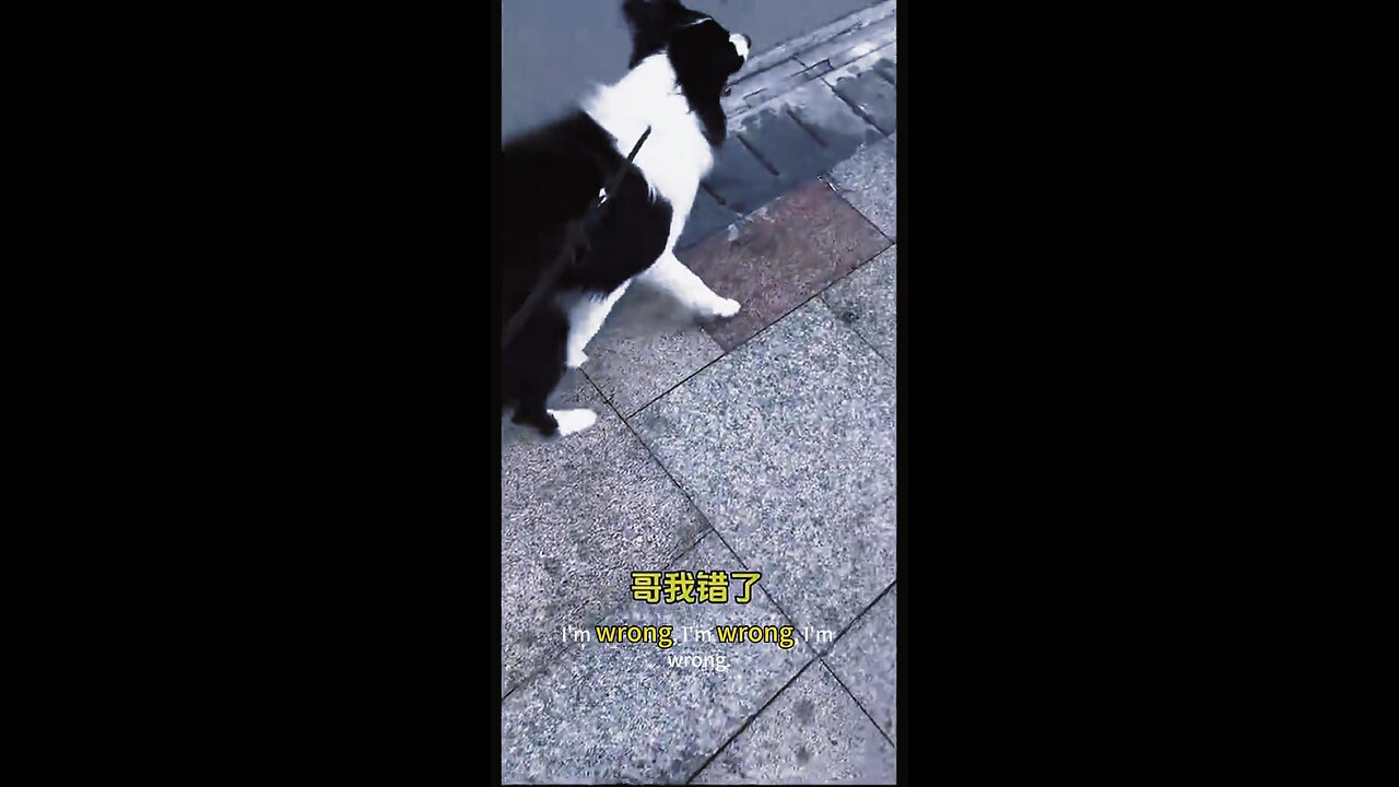 BorderCollie: "You're impossible! Found it but won't take it?