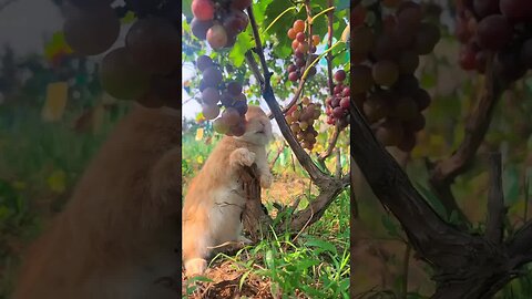 Little rabbit under the grape tree Cute pet debut plan Rabbit Pastoral cute pet