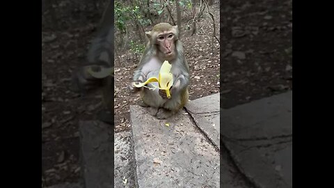 Funny monkey #85