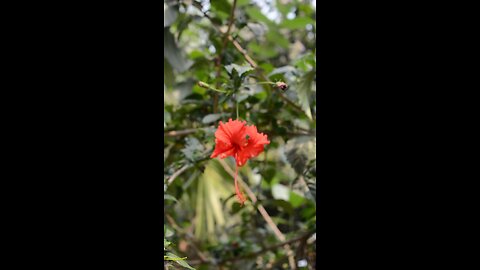 সুন্দর ফুল জবা ফুল #viral