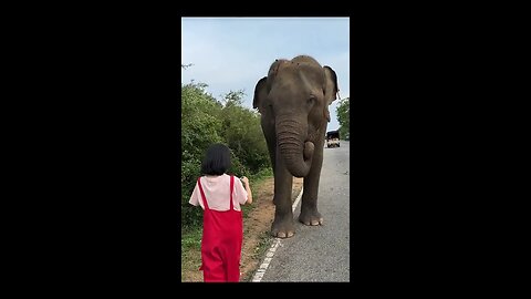 Feeding Sri Lankan Elephants